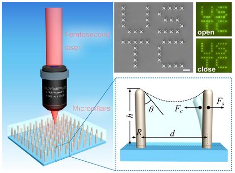 微纳加工技术研究取得新进展：利用飞秒激光微纳打印和可控毛细力驱动制备复杂微结构
